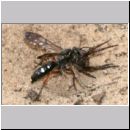 Episyron rufipes - Wegwespe w16 beim Nesteintrag mit einer Spinne.jpg